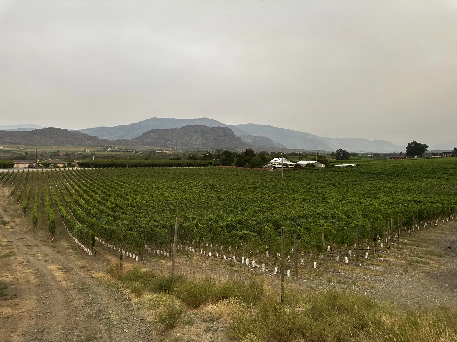 Young vines planted on the desert flats of Black Sage Bench