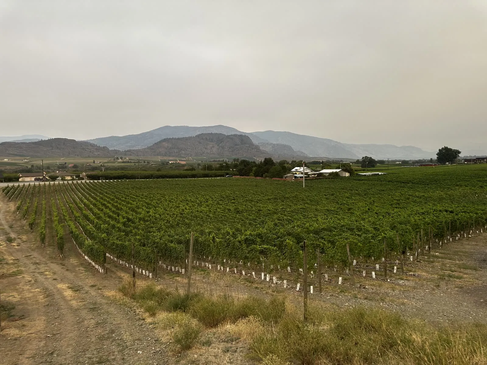 A tractor parked at the end of a vineyard row