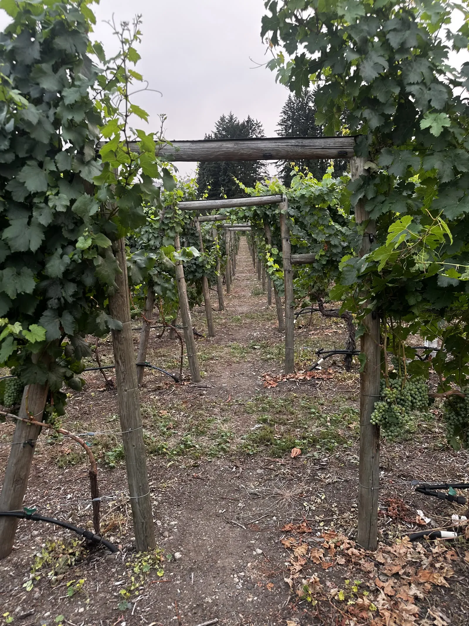 Wooden-post vine rows carrying grape clusters at South Rock Vineyard