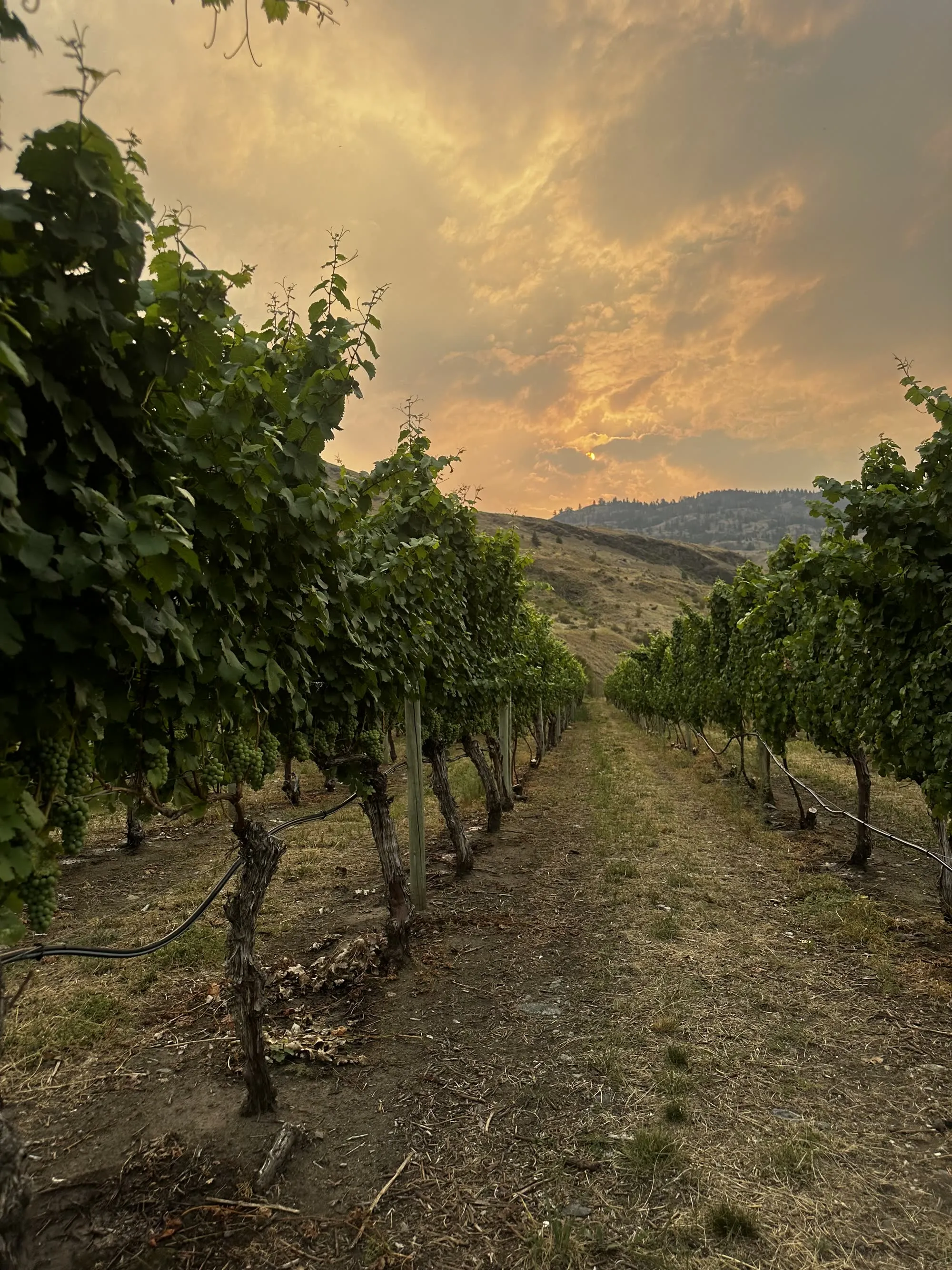 Long vineyard rows beneath the golden evening sky of the South Okanagan