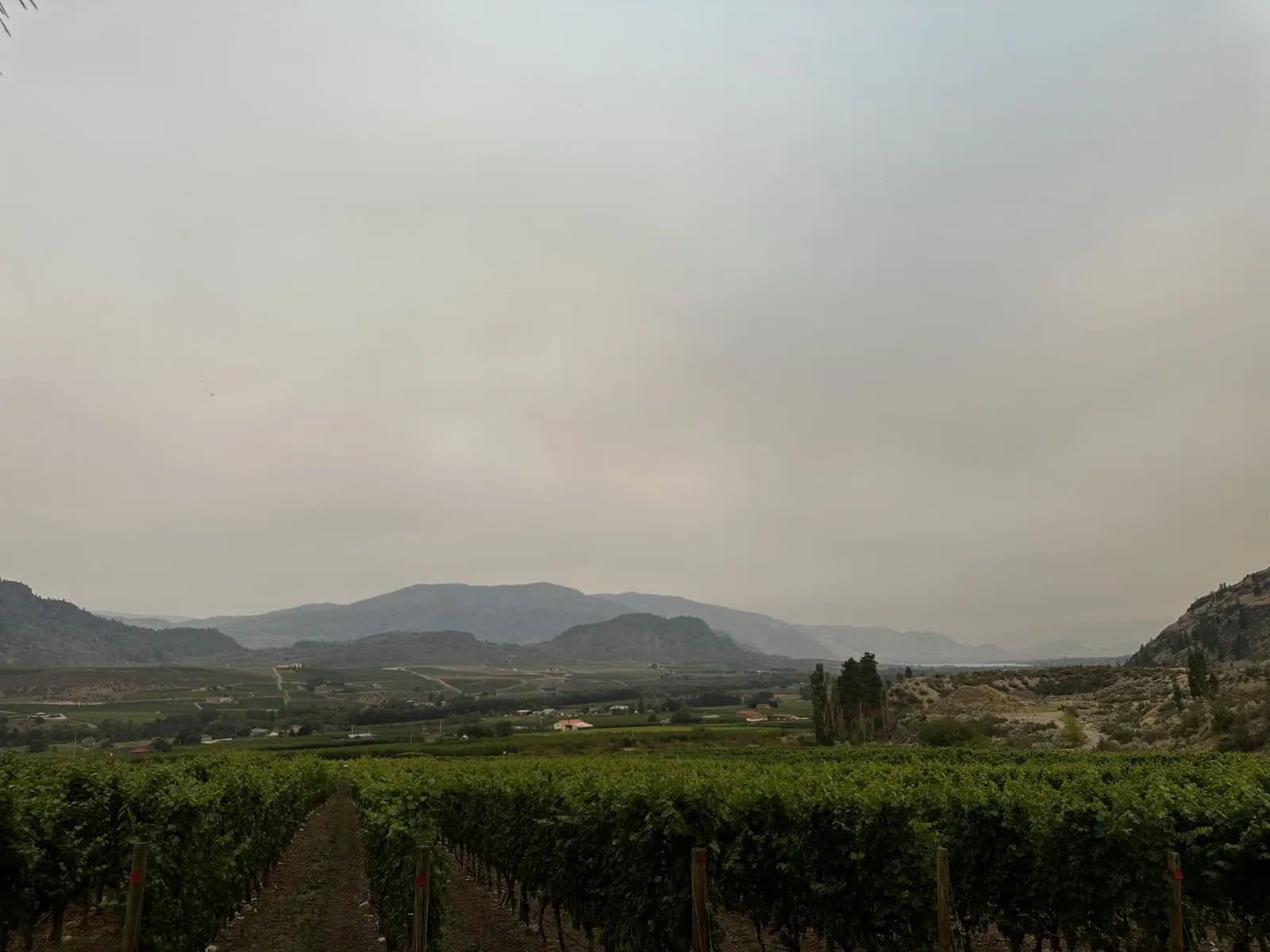 Vineyard rows overlooking Okanagan Lake
