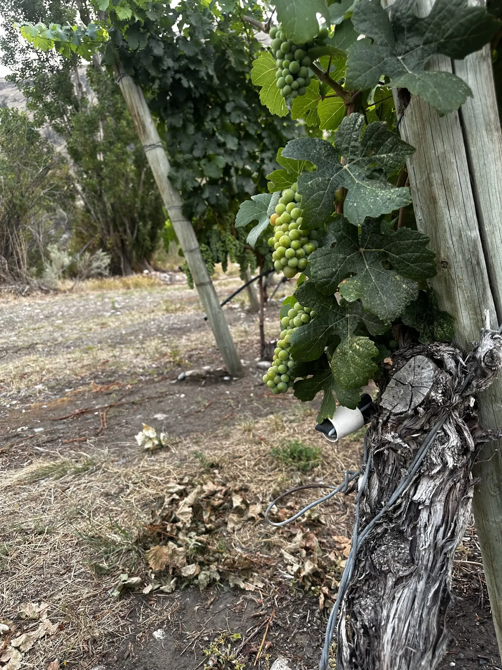 A gnarled old vine trunk beside a wooden post, with new fruit clusters