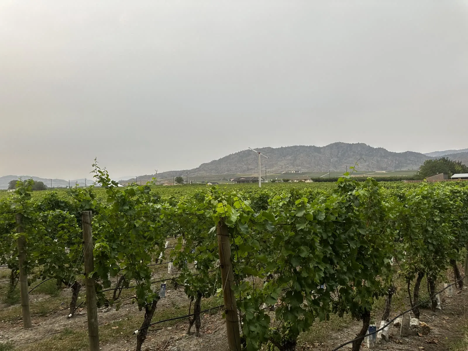 Vineyard rows and a wind machine against the hills north of Osoyoos