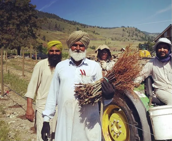 The planting crew with bundles of grafted vines in 2017