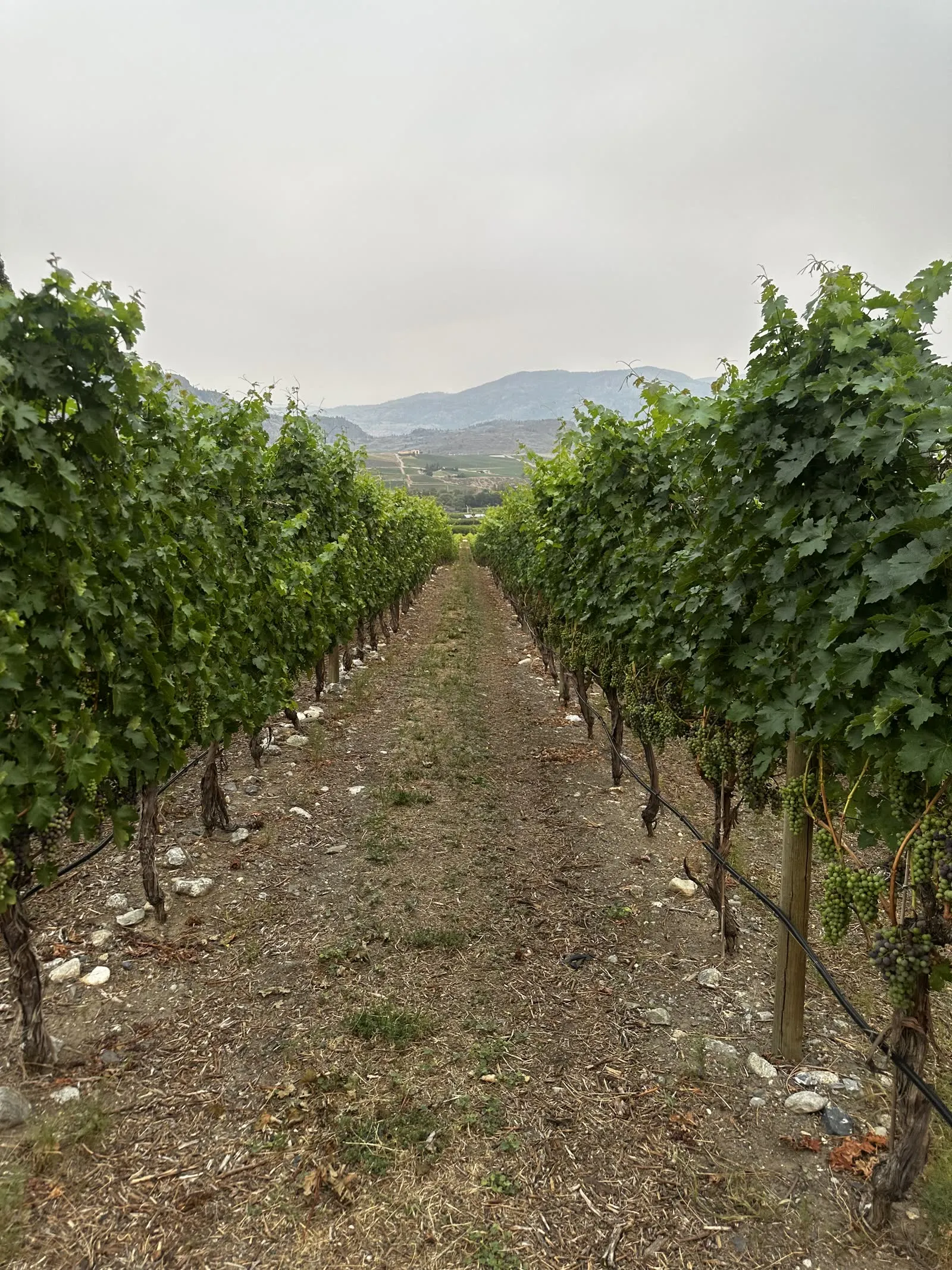Vineyard rows at Tucelnuit beneath rocky hills at the north end of Oliver