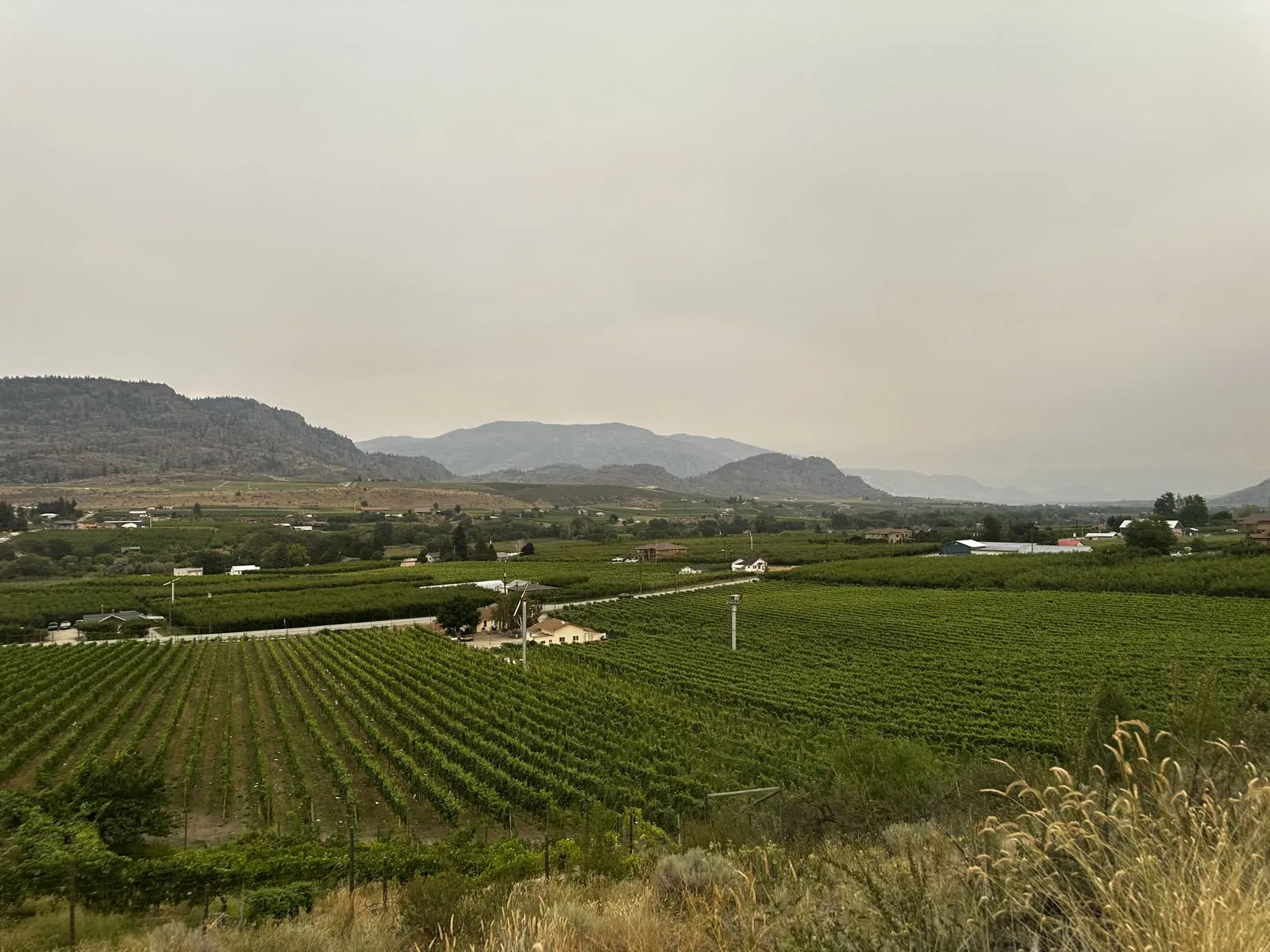 Vineyard rows and farmhouses on the bench above Penticton