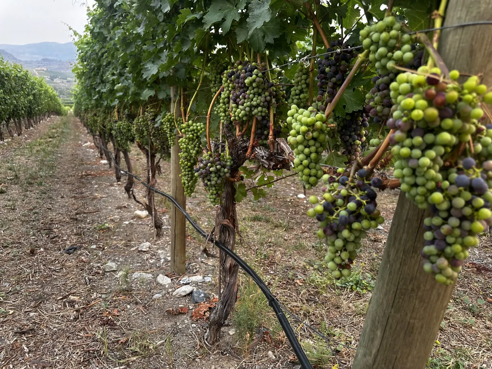 Wine grapes changing colour on the vine