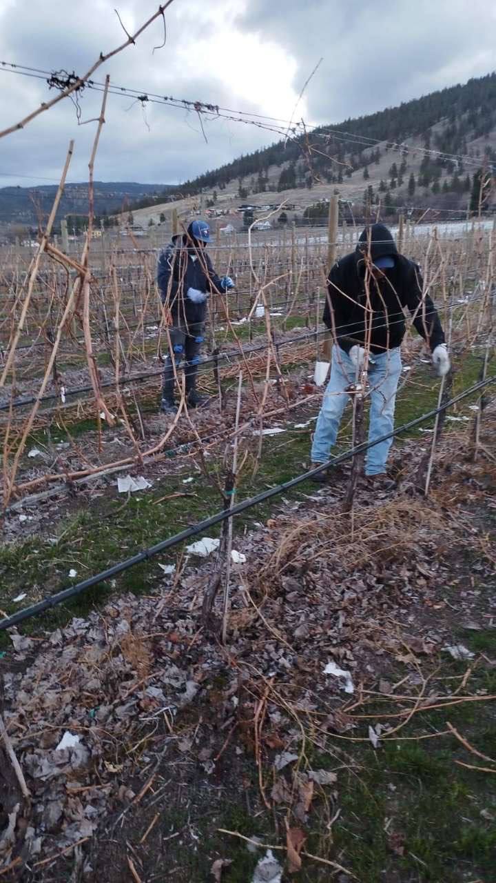 Two crew members hand-pruning dormant vines in the rows
