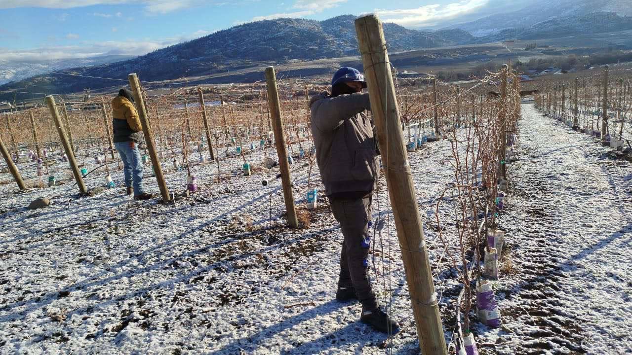 A crew member tying canes to the trellis post in a snow-dusted vineyard, mountains behind